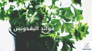 فوائد البقدونس