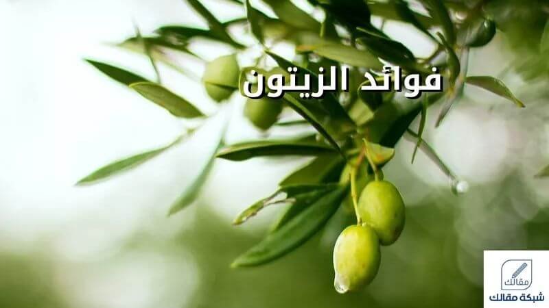 فوائد الزيتون