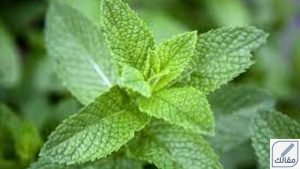 فوائد النعناع الأخضر