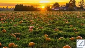 أهم فوائد اليقطين